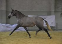 carbonera de la rosa iii, subcampeona del concurso (Copiar)